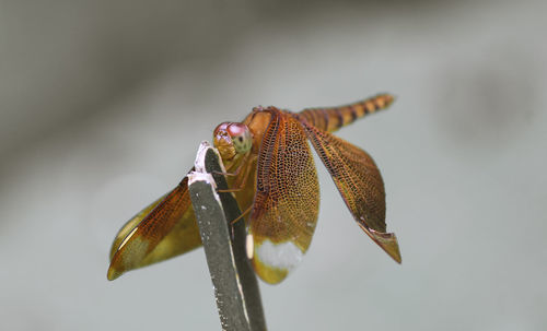 Close-up of insect on plant