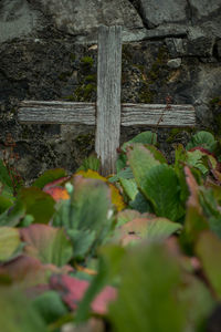 Close-up of plants growing on wood