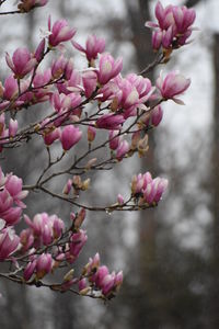 Close-up of pink cherry blossoms in spring