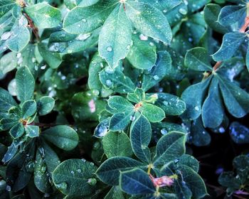 Full frame shot of wet leaves