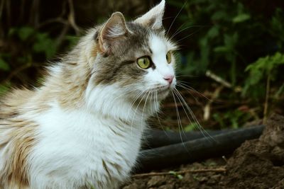 Close-up of cat looking away