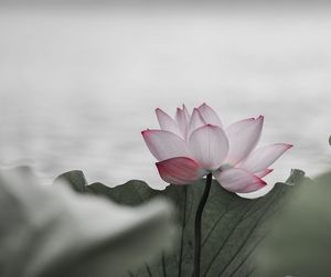 Close-up of pink lotus water lily