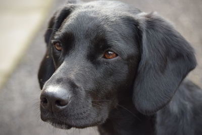 Close-up portrait of a dog