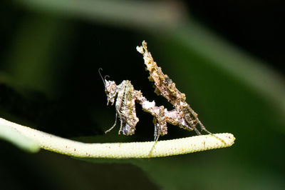 Close-up of spider on leaf