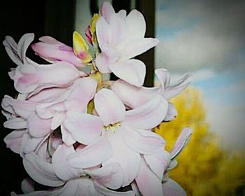 Close-up of white flowers