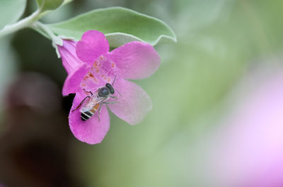 Close-up of insect on pink flower