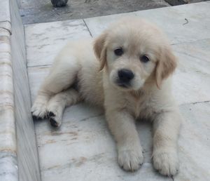 High angle portrait of cute puppy relaxing outdoors