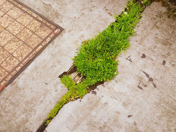 High angle view of grass growing from stone footpath