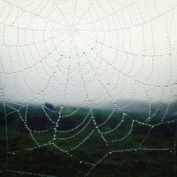 Close-up of water drops on spider web