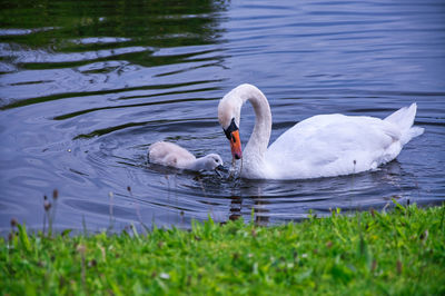 Swan floating on lake