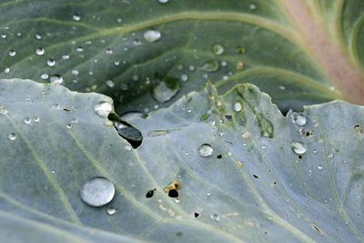 Close-up of raindrops on leaves