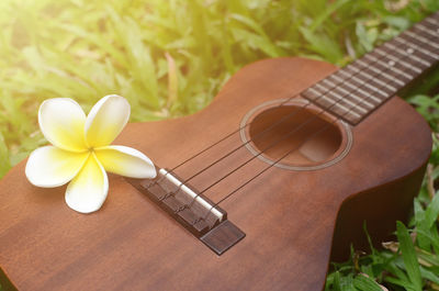 High angle view of flowering plant on table