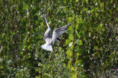 Close-up of bird flying against plants