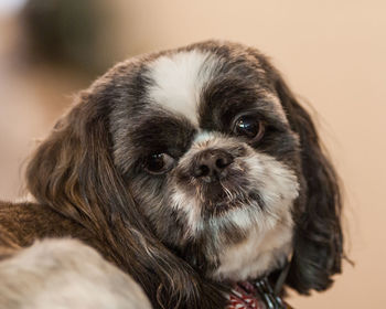 Close-up portrait of dog