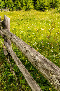 Wooden fence on field in forest