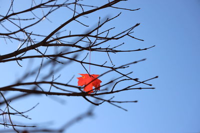 Low angle view of tree against clear sky