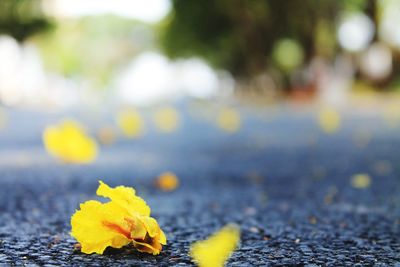 Close-up of yellow flowers