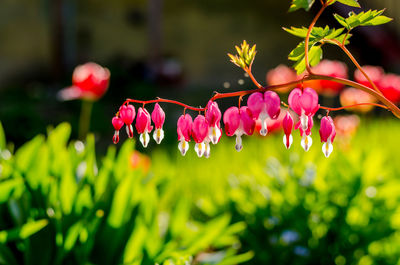 Close-up of pink flowering plant