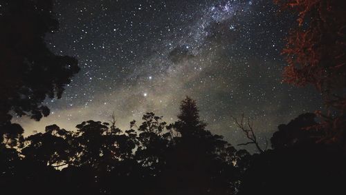 Low angle view of silhouette trees against sky at night