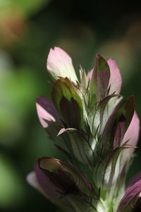 Close-up of flowering plant