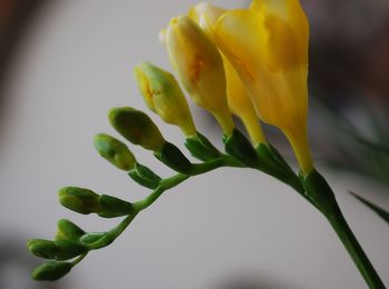Close-up of flower