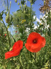 Close-up of red poppy flowers