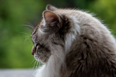 Close-up of cat looking away