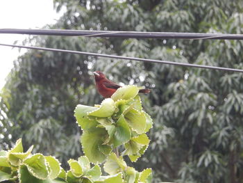 Close-up of bird perching on plant