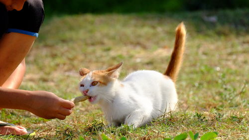 Hand holding cat on field