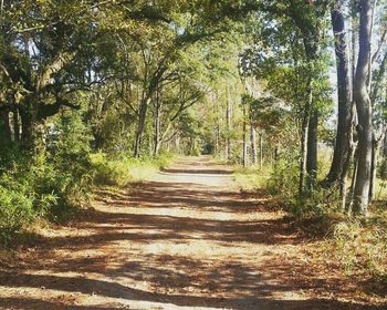 Pathway along trees in forest