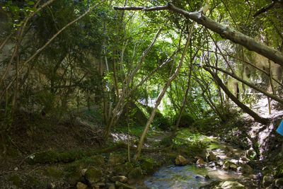 Trees in forest