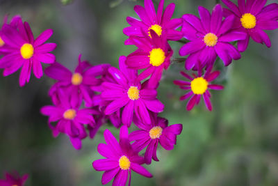 Close-up of pink flowers blooming outdoors