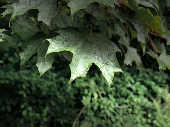 Amazing leafs in the rain 