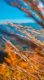 Close-up of plants growing on land