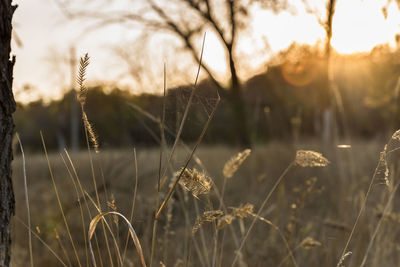 Close-up of plants growing on field against sky