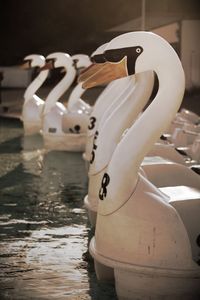 White swan in water