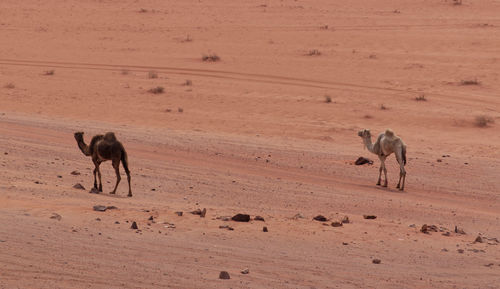 Camels in the desert