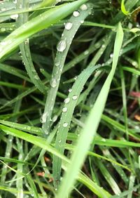 Close-up of wet plants during rainy season