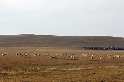 There is a wild horse eating grass on the beautiful prairie in autumn, and there are sheep grazing