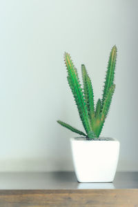 Close-up of succulent plant on table