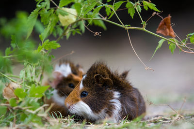 Close-up of guinea pigs on field