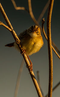 Low angle view of bird perching on branch