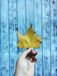 Cropped image of hand holding maple leaf against blue wooden wall