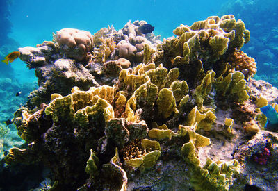 Close-up of coral in sea