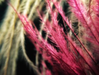 Close-up of red leaves