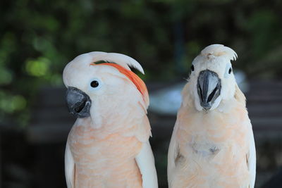 The white cockatoo or umbrella cackatoo