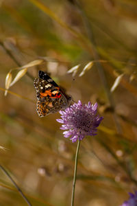 Close-up of butterfly pollinating on purple flower