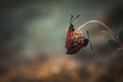 Close-up of insect in love