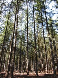 Low angle view of bamboo trees in forest