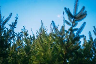 Close-up of plants against blue sky